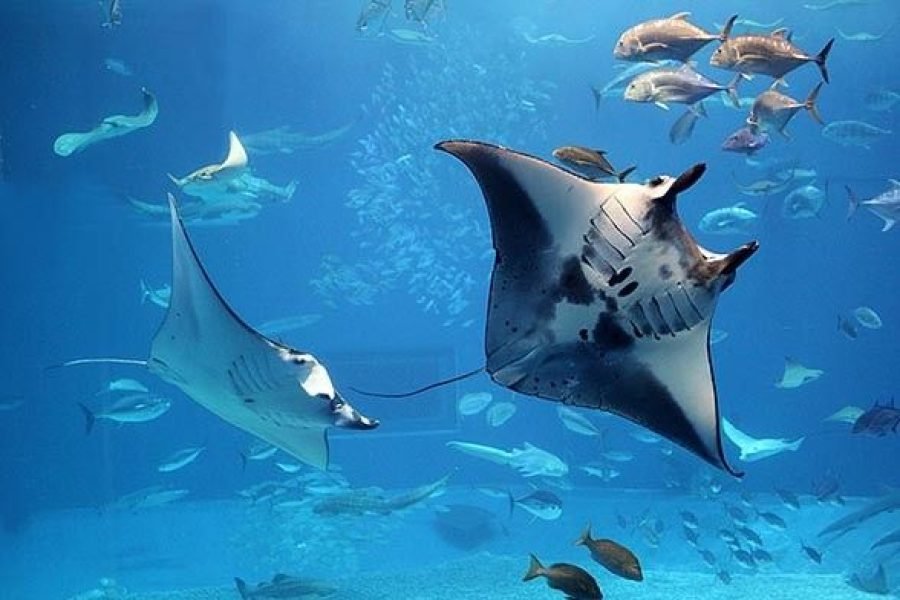 Bali 3 Nights and Labuan Bajo 2 Nights