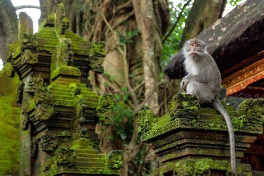 5 Days 4 Nights Bali Nature Fun Package