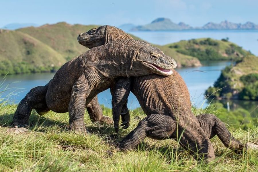 2 Days 1 Night On Board Komodo and Rinca Island