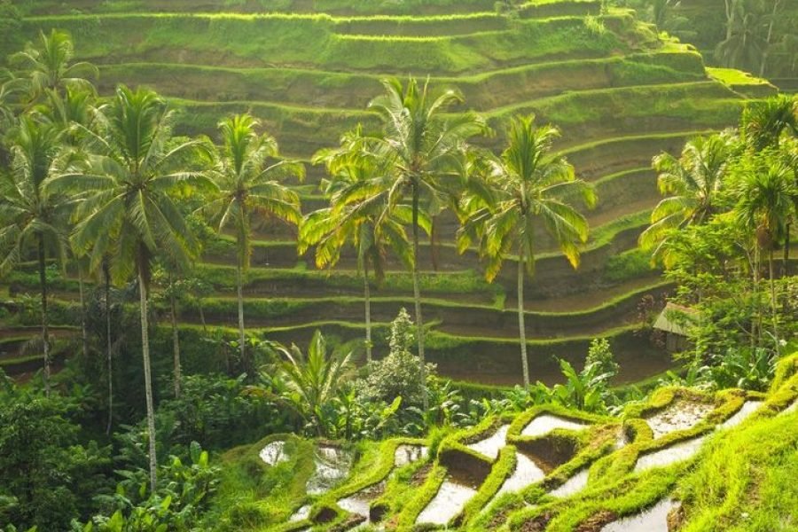 Full Day Rice Terrace and Waterfall